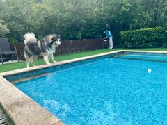 -汪说喵讲宠物乐园宠物酒店(红星美凯龙店)