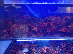 -虾铺子龙虾·私房菜(金源花苑店)