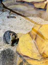 -未来动物城动物主题公园(大悦城店)