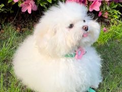 -爱侣宠医·鹦鹉专科·小型哺乳类·异宠专科(灵石路店)