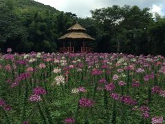 -广州市石门国家森林公园
