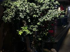 -成都锦城原舍酒店(锦里武侯祠店)