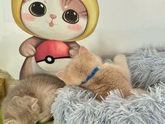 -糯米喵星人总部直营旗舰店·猫舍·幼猫出售