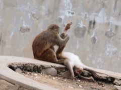 -西安秦岭野生动物园