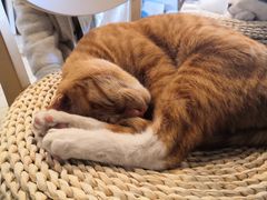 -Cappucimeow猫咪咖啡馆(韦伯时代店)