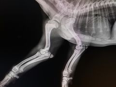 -顺强宠物诊所·狂犬免疫·夜诊·骨科(嘉定店)