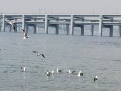 -星海湾跨海大桥