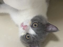 -瑞鹏宠物医院·骨科·猫科·内科(第一中心)