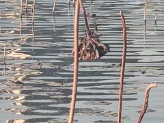 -映月湖公园