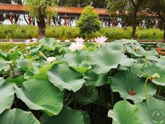 -洪湖生态旅游区