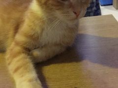 -平行世界·猫咖(首经贸店)