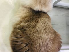 -喵的天空名猫咖啡馆·撸猫·猫舍·用品