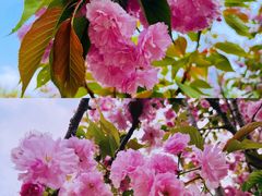 -长白岛森林公园