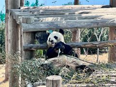 -西霞口神雕山野生动物世界