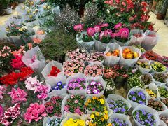 -双季花艺园艺市场(浦东店)