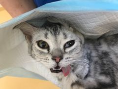 -芭比堂动物医院·犬猫全科·异宠专科(雁塔分院)