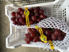 -马陆小张葡萄园农家乐