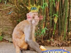 -黔灵山公园