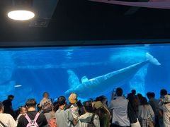 -海合安武汉极地海洋公园