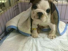 -惠康宠物医院(华能路店)