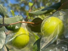 -新塘水果乐园(东洲大道店)