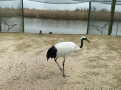 -盐城丹顶鹤湿地生态旅游区