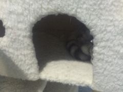 -喵的天空名猫咖啡馆·撸猫·猫舍·用品