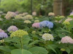 -上海吴淞炮台湾国家湿地公园