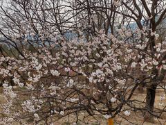 -北京鹫峰国家森林公园