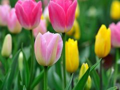 -洋湖国家湿地公园