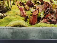 -国家植物园南园