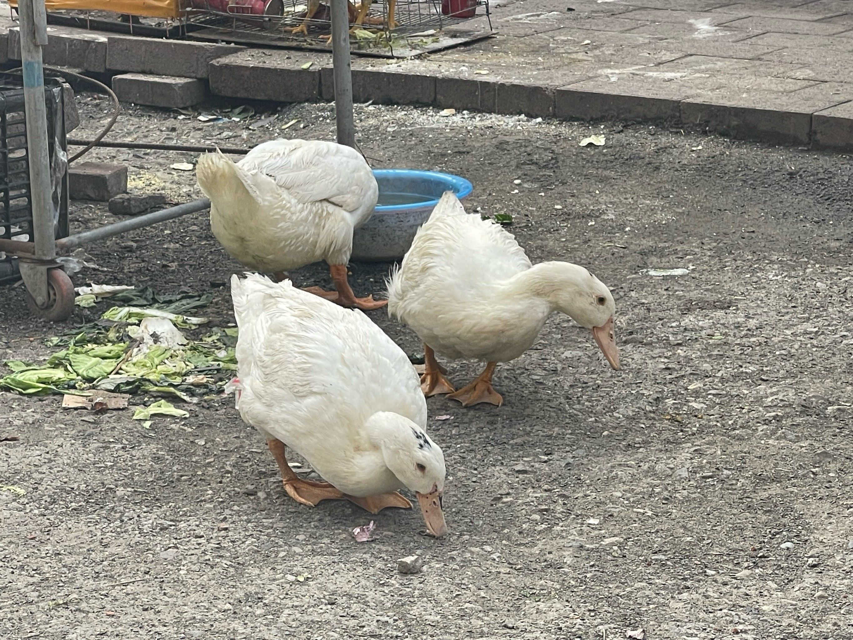 看到了好多小动物,我说是鸭子,我老公说是鹅～
路边的小花好好看,小