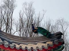 -北京麋鹿生态实验中心