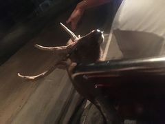 -清迈夜间动物园