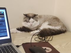 -滚猫咖啡·猫咖·猫友好撸猫(未来城店)