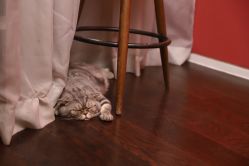 点击看大图 -AC TATTOO 纹身