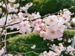 -西安青龙寺遗址景区