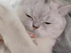 -宠福鑫康馨动物医院·骨科·眼科
