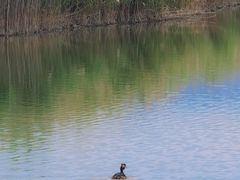 -野鸭湖国家湿地公园
