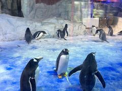 -芜湖新华联大白鲸海洋公园