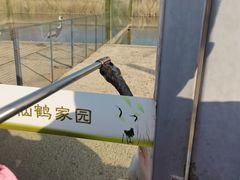 -盐城丹顶鹤湿地生态旅游区