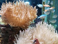 -太平洋海底世界