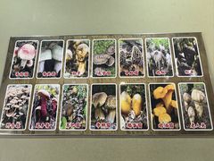 -杨记山珍鸡煲菌汤锅