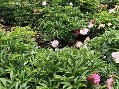 -黑龙江省森林植物园