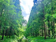 -黄海国家森林公园
