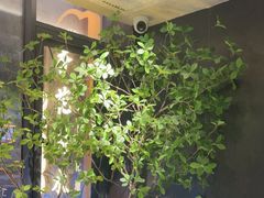 -杏花村水席楼·洛阳水席(老城十字街店)