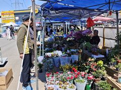 -中环花鸟鱼虫市场
