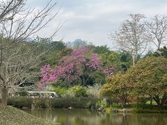 -中国科学院西双版纳热带植物园
