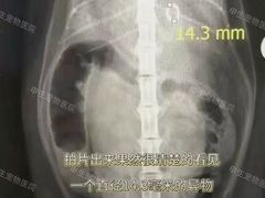 -瑞派申生动物医院·24H夜诊·国际动物医疗中心·骨外科(吴中路店)