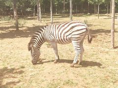 -秦皇岛野生动物园